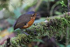 Slate-crowned Antpitta